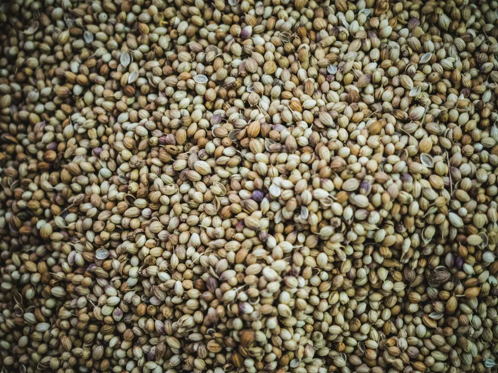 unsplash_hTd-y7MBrMg_Bajra Millet seeds.webp