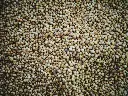 unsplash_hTd-y7MBrMg_Bajra Millet seeds.webp